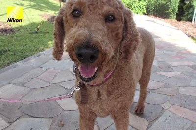 dog-takes-photos-heart-rate-monitor-phodographer-heartograph