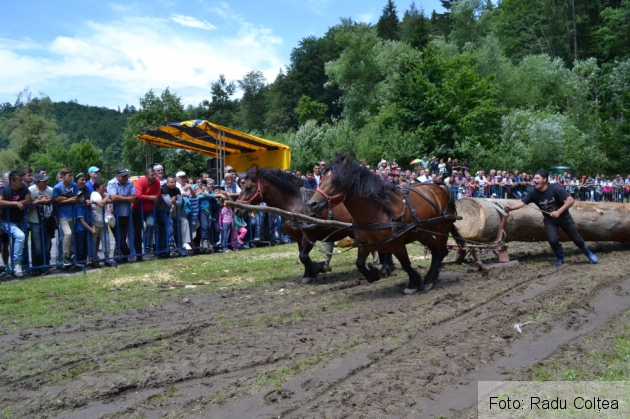 BRAȘOV. Spectaculosul Festival Național Ecvestru și Zilele Orașului Râșnov 5 | MyTex.ro