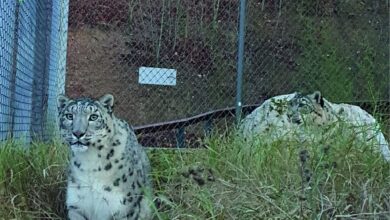 leoparzii zăpezilor, leopardul zăpezii, Zoo Brașov, Ziua Internațională a Leopartului Zăpezilor, 23 octombrie, Alin Pînzariu, program Zoo Brașov, îngrijitori Zoo, animale Zoo Brașov