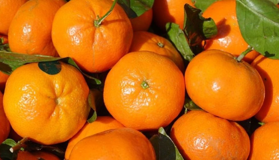 mandarine.jpg