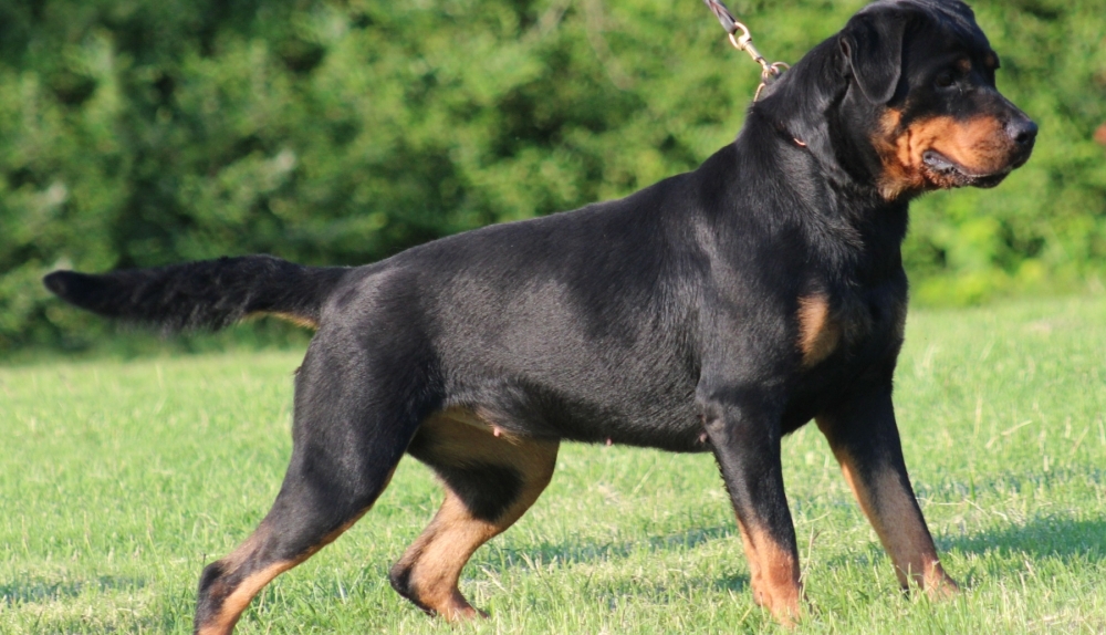 rottweiler.jpg