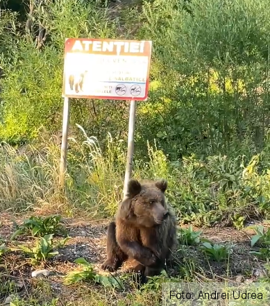 urssiriu.png