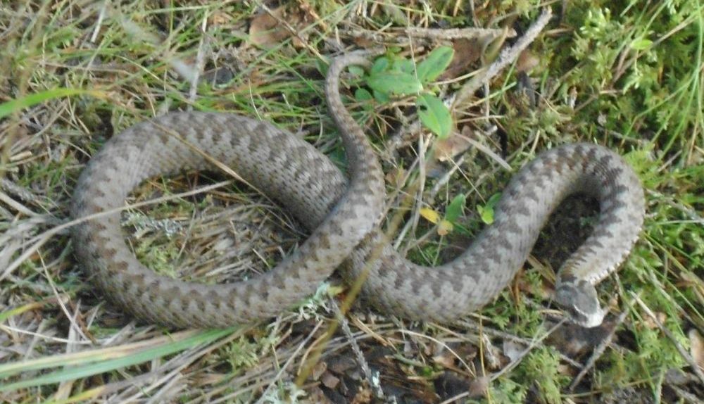 vipera_2.jpg
