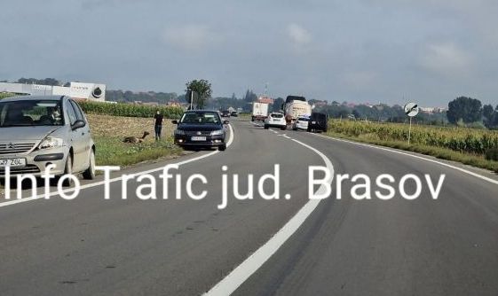 BRAȘOV. Căprioară lovită de un autovehicul, pe DN 13 5 | MyTex.ro