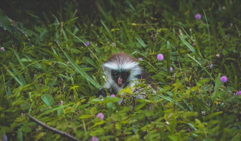O zi în Pădurea Jozani, una dintre cele mai frumoase excursii în Zanzibar! 7 | MyTex.ro