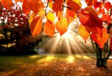 Vremea se încălzește în Brașov la final de septembrie: Maxime de peste 20 de grade Celsius, dar și nopți reci și vânt în județ 3 | MyTex.ro