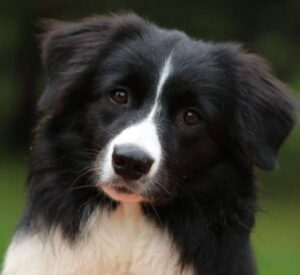 caine antrenat special, dara, dispariție, doliu, misiuni, salvamont, unitate canină Salvamont, unitate canină