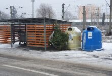 Când are loc campania de colectare a brazilor de Crăciun din municipiul Brașov 11 Poiana Brașov | MyTex.ro