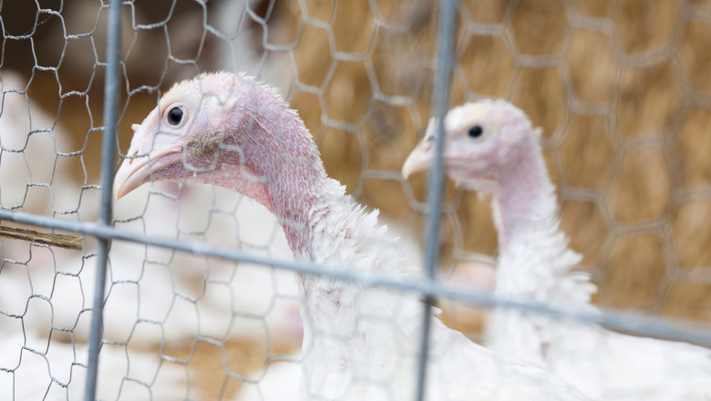 Virusul gripei aviare | MyTex.ro