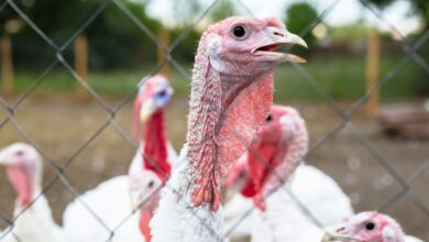 Cauza producerii focarelor de gripă aviară la Codlea | MyTex.ro