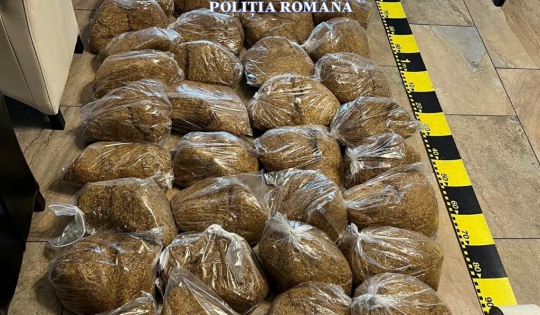 Tone de tutun, prelucrate în condiții insalubre 1 Tone de tutun | MyTex.ro