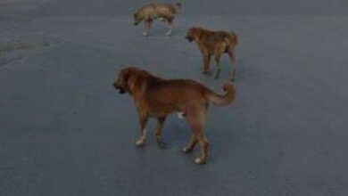 Bebeluș sfâșiat mortal câine vagabond | MyTex.ro