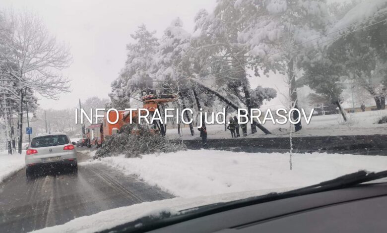 Întârzieri pe mai multe linii RATBV, din cauza unui brad căzut 3 Întârzieri | MyTex.ro