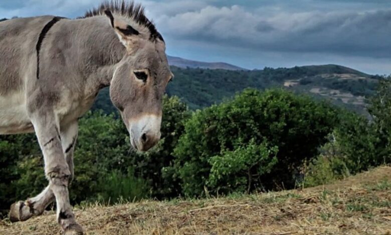Caz de zoofilie în județul Brașov? 3 Caz | MyTex.ro