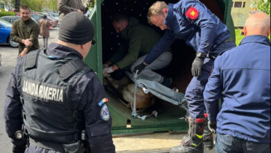 Sexagenară arestată după ce a târât un câine legat de mașină | MyTex.ro