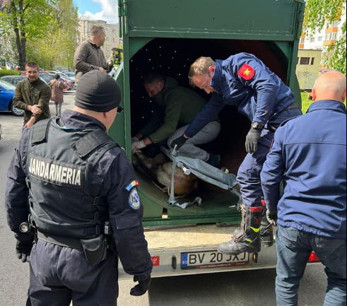 Intervenție de urgență la Brașov / Cerb rătăcit printre blocuri 3 Intervenție de urgență la Brașov | MyTex.ro
