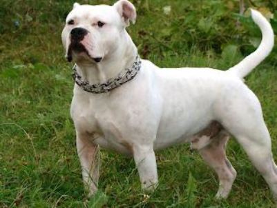 Copil de 3 ani atacat de un Amstaff | MyTex.ro