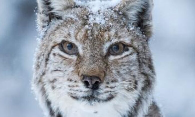 LYNX Festival începe cu o zi dedicată copiilor 3 LYNX Festival începe cu o zi dedicată copiilor | MyTex.ro