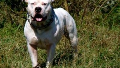 Bărbat ucis de un câine din rasa Amstaff | MyTex.ro