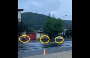 Familie de mistreți tropotind pe străzile Brașovului | MyTex.ro
