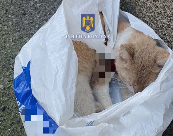 O femeie a fost amendată cu 12.000 de lei, după ce a abandonat o pisică rănită 3 O femeie a fost amendată cu 12.000 de lei | MyTex.ro
