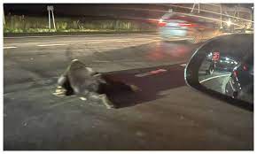 Pui de urs lovit mortal de o mașină | MyTex.ro