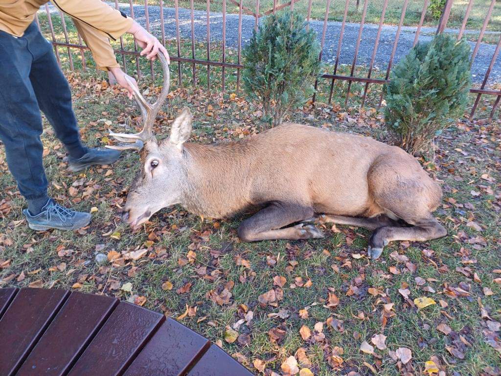 Cerb relocat după ce și-a făcut apariția în curtea unei școli din ...