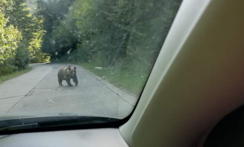 Care sunt pașii de urmat dacă accidentezi cu mașina un animal sălbatic 3 Pașii | MyTex.ro