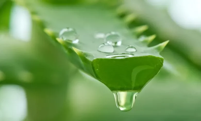 „Planta nemuririi” sau „medicamentul de întinerire” 3 Planta | MyTex.ro