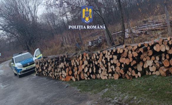 Au tăiat ilegal lemne, pentru a le vinde / Dosare penale și amenzi pe linie silvică, în județul Brașov 3 tăiat | MyTex.ro