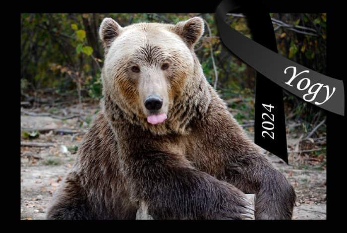A murit Yogy, veteranul de vârstă al Sanctuarului Libearty, probabil al doilea cel mai în vârstă urs brun din lume 3 Yogy | MyTex.ro