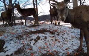 Spectacol de drăgălășenie la Zoo | MyTex.ro