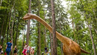 Ziua Mondială a Faunei Sălbatice la Zoo Brașov | MyTex.ro
