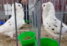 Expoziție de păsări exotice, la Râșnov: Intrarea va fi gratuită 5 Concert Cinematic Pop în Piața Sfântul Ioan | MyTex.ro