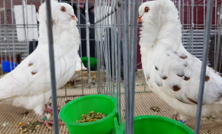 Expoziție de păsări exotice, la Râșnov: Intrarea va fi gratuită 3 expoziție | MyTex.ro