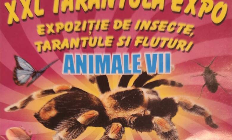 XXL Tarantula Expo a ajuns la Brașov 3 XXL Tarantula Expo a ajuns la Brașov | MyTex.ro