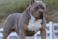 Dosare penale în Brașov pentru intervenții ilegale asupra unor câini de talie mare 6 Doi soţi | MyTex.ro