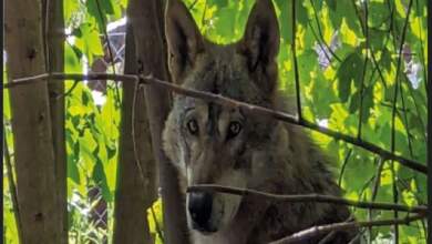 Ziua Mondială a Faunei Sălbatice la Zoo Brașov | MyTex.ro