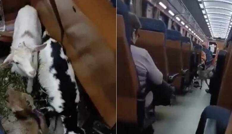 Se întâmplă în România. Cu caprele în tren timp de 10 ore / Miros insuportabil 3 Se întâmplă în România | MyTex.ro