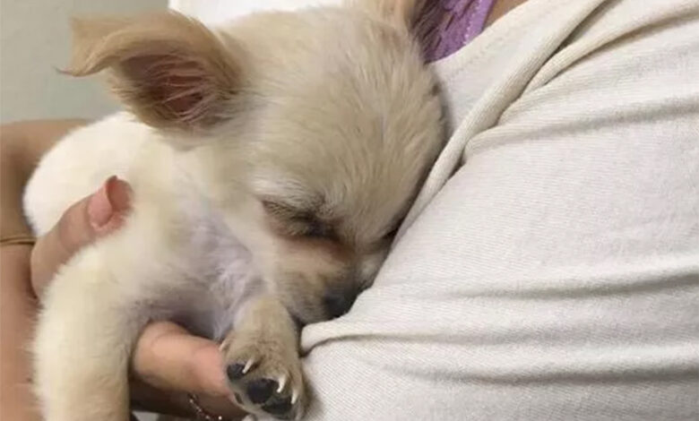 Abandonarea sau maltratarea animalelor se amendează cu până la 12.000 de lei. Polițiștii brașoveni au demarat verificări... 3 Abandonarea | MyTex.ro