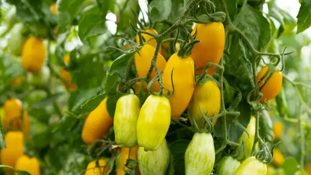 Roșia-banană | MyTex.ro