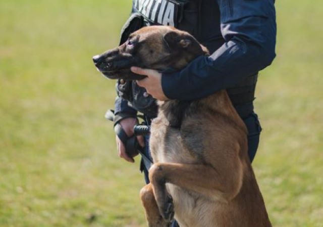 Poliţia Română scoate la concurs 60 de posturi 3 Poliţia Română scoate la concurs 60 de posturi | MyTex.ro