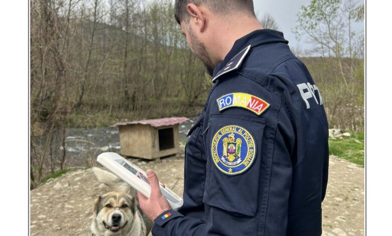 Polițiștii din județul Brașov, în control la un bărbat care deține peste 35 de câini 3 Polițiștii | MyTex.ro