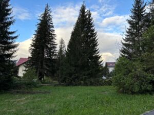 copaci | MyTex.ro
