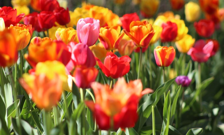 Brașovean amendat de Poliția Locală, pentru florile plantate sub geamul său (?) 3 Brașovean | MyTex.ro