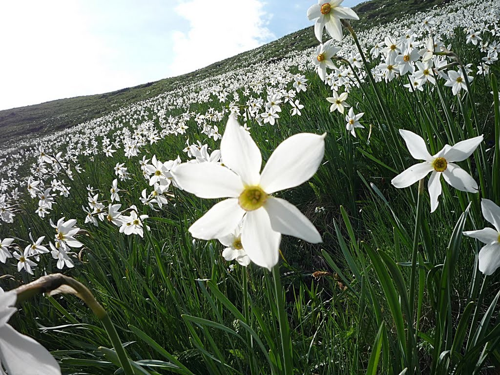 BRAȘOV: Festivalul Narciselor revine la Vad - MyTex.ro