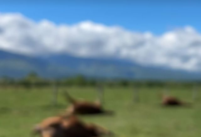 Animalele unui fermier brașovean au murit în chinuri | MyTex.ro