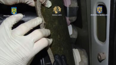 Şofer de TIR prins cu 40 de kilograme de droguri | MyTex.ro