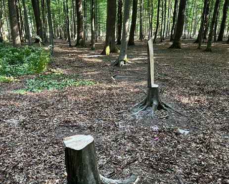 Tineri din județul Brașov, prinși în timp ce tăiau ilegal arbori 3 tineri | MyTex.ro