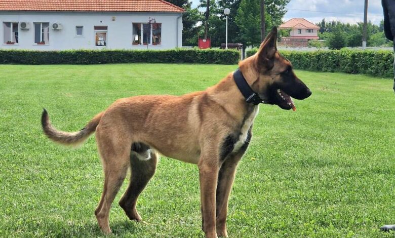 Poliția Română „angajează" câini din rasele... 3 Poliția | MyTex.ro